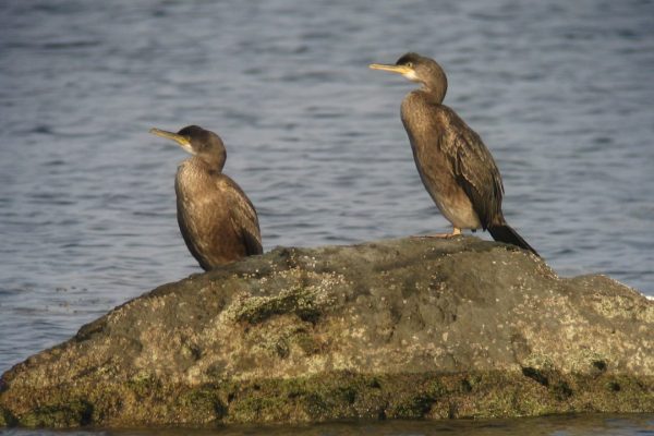 two-shags-standing-on-a-rock-surrounded-by-water