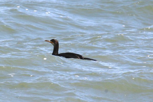 shag-swimming-in-sea