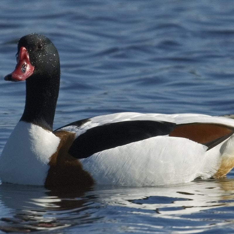 shelduck-on-water