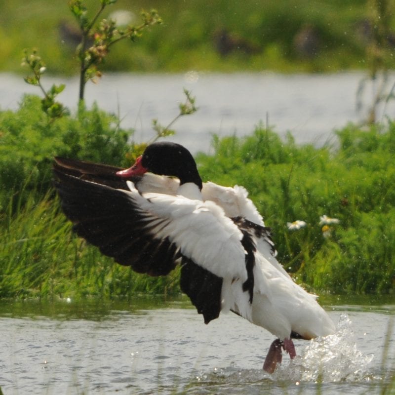 shelduck-taking-flight