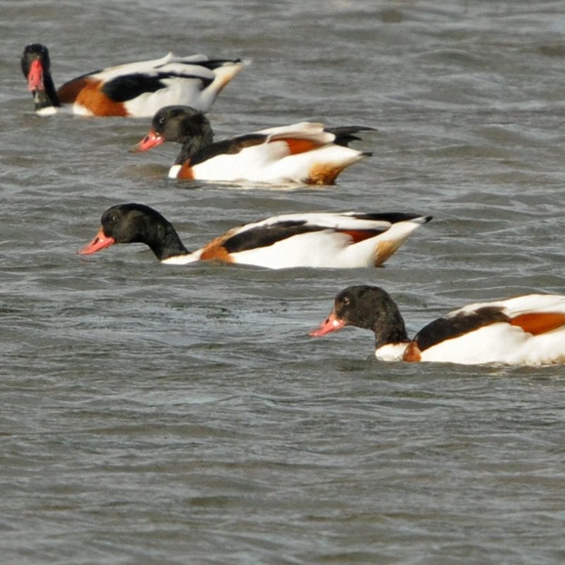 four-shelduck-swimming-side-by-side