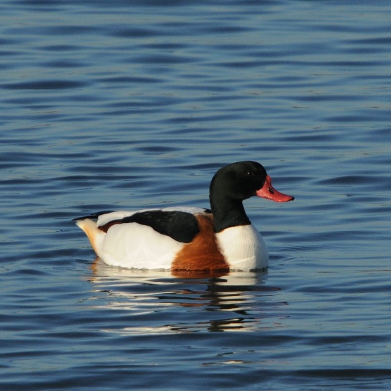 shelduck-on-water