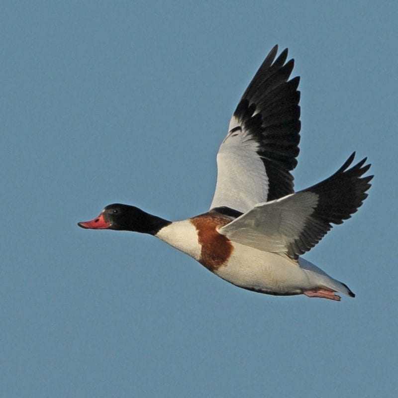 shelduck-in-flight