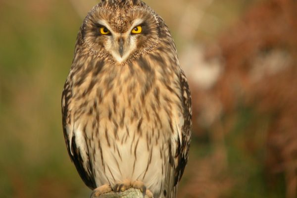 short-eared-owl-perched-on-post