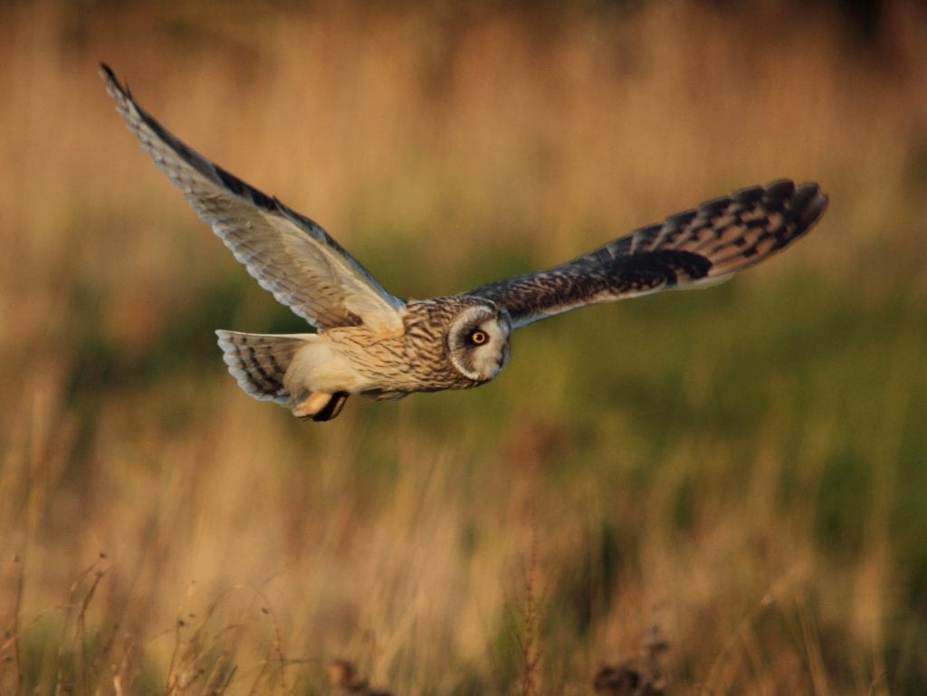 short-eared-owl-flying-low-over-grassland