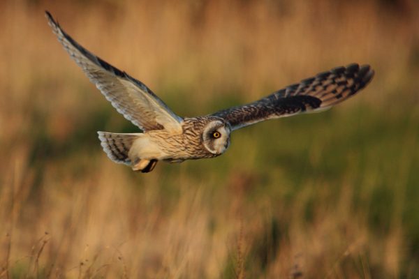 short-eared-owl-flying-low-over-grassland