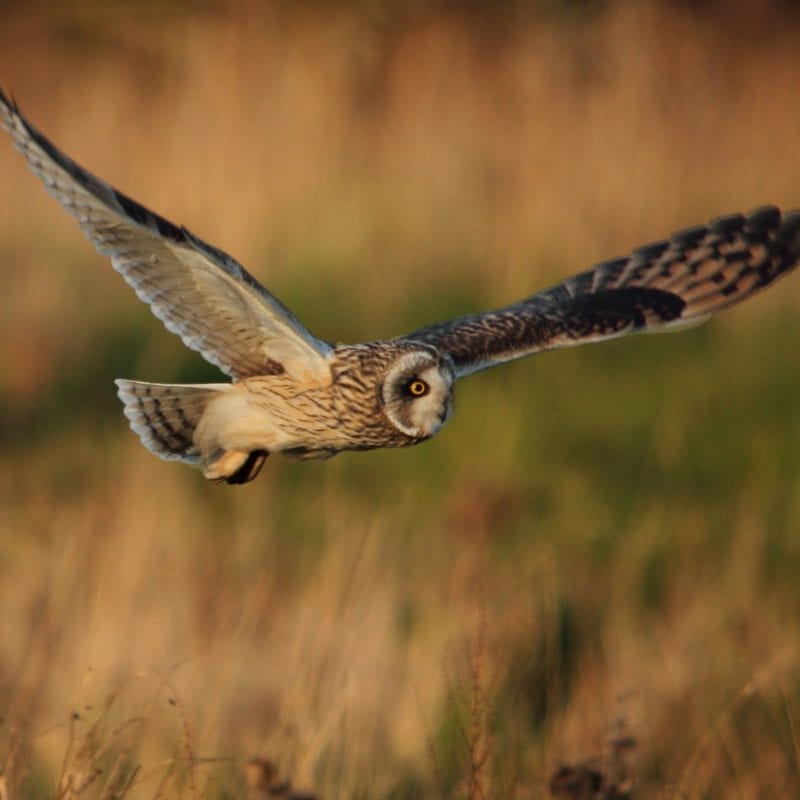 short-eared-owl-flying-low-over-grassland