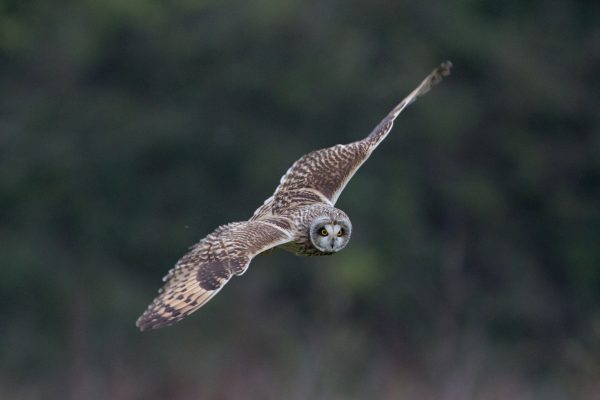 short-eared-owl-manouevering-in-flight