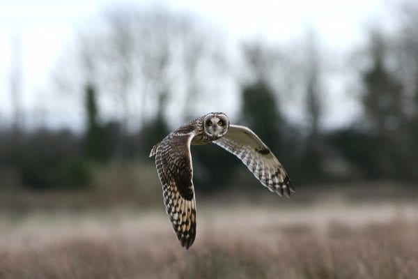 short-eared-owl-in-flight-facing-towards