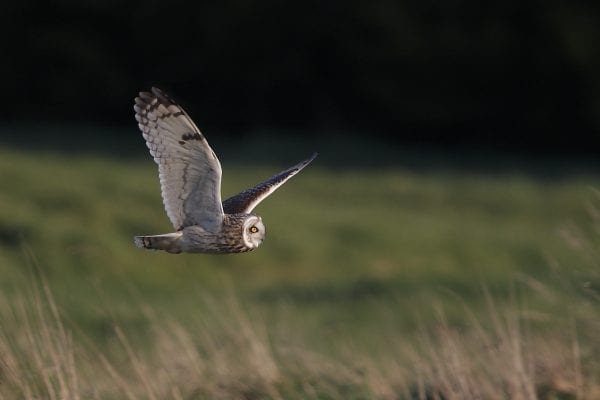 short-eared-owl-flying-to-the-right