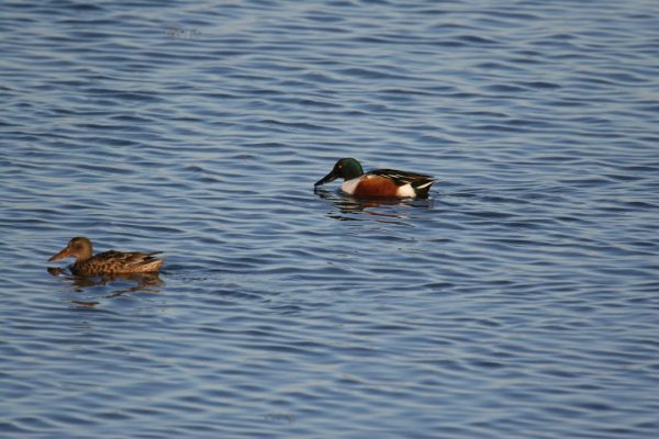 male-and-female-shoveler-ducks-swimming-together