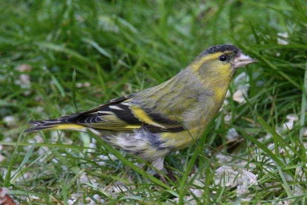 siskin-standing-in-grass