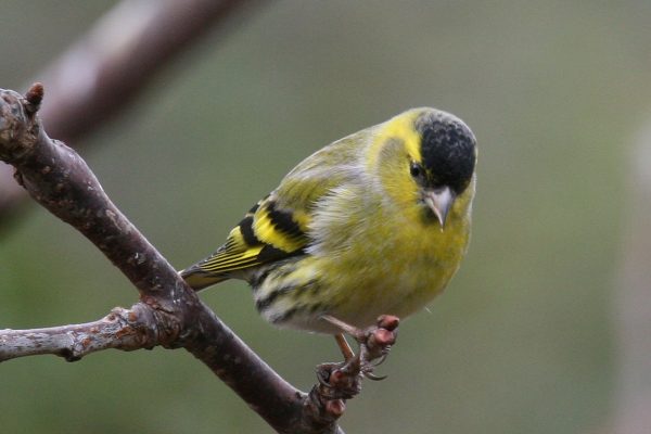 siskin-perched-on-branch