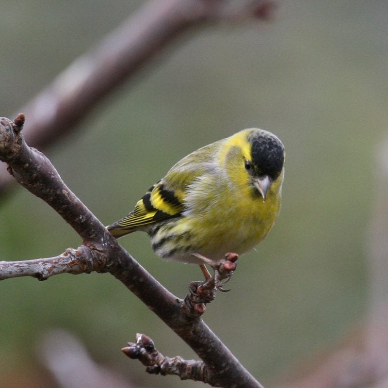 siskin-perched-on-branch