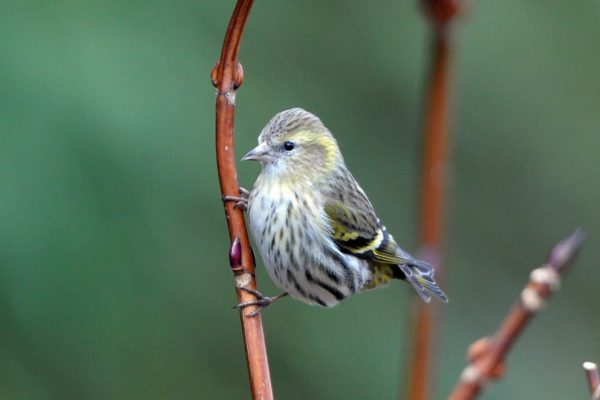 siskin-perched-on-branch