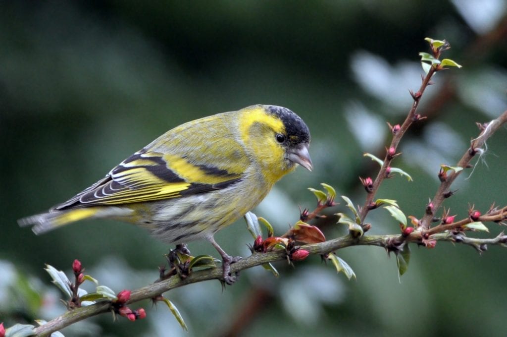 siskin-perched-on-branch-looking-downwards