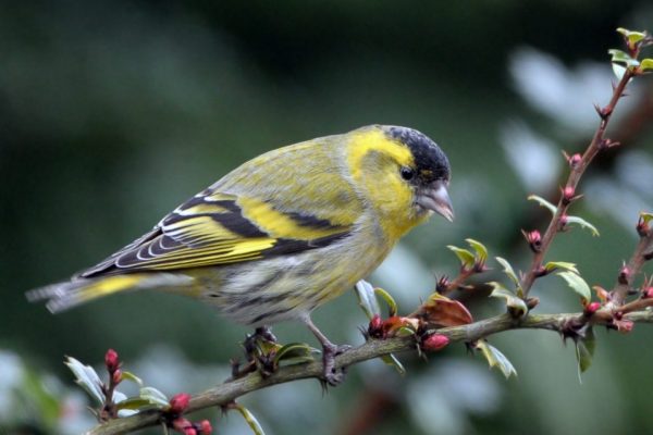 siskin-perched-on-branch-looking-downwards