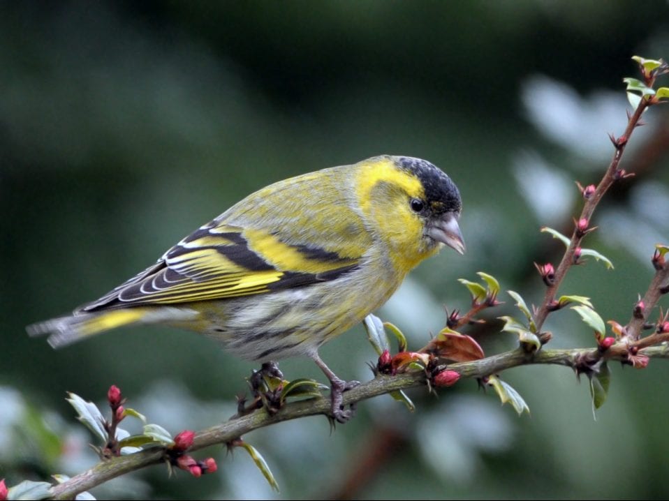 siskin-perched-on-branch-looking-downwards