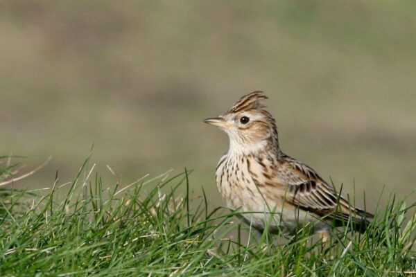 Skylark-standing-in-grass