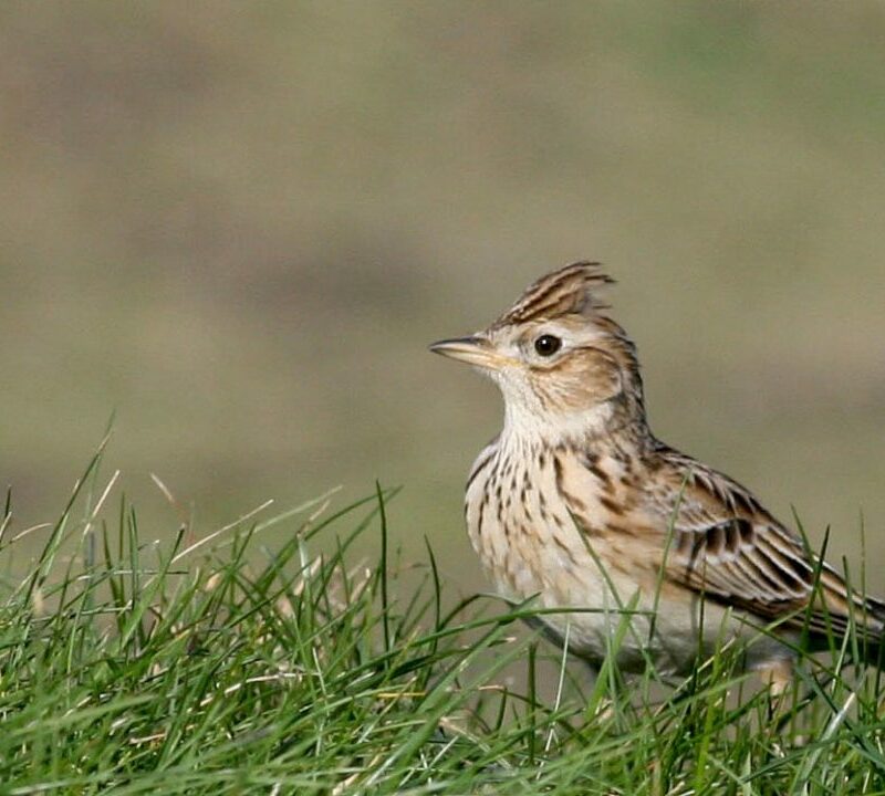 Skylark-standing-in-grass