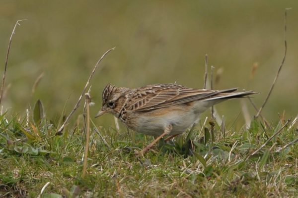 skylark-foraging-in-grass