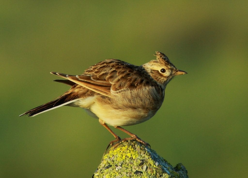 skylark-perching-on-rock