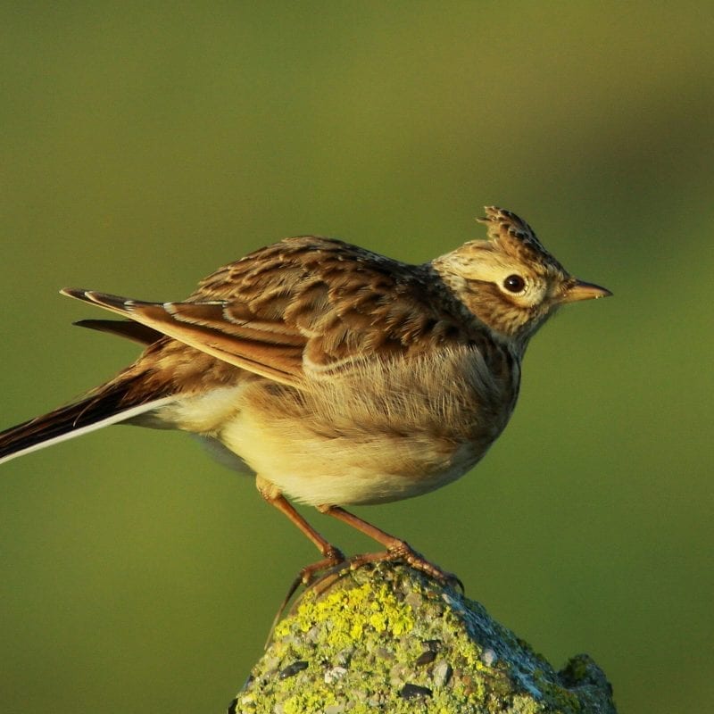 skylark-perching-on-rock