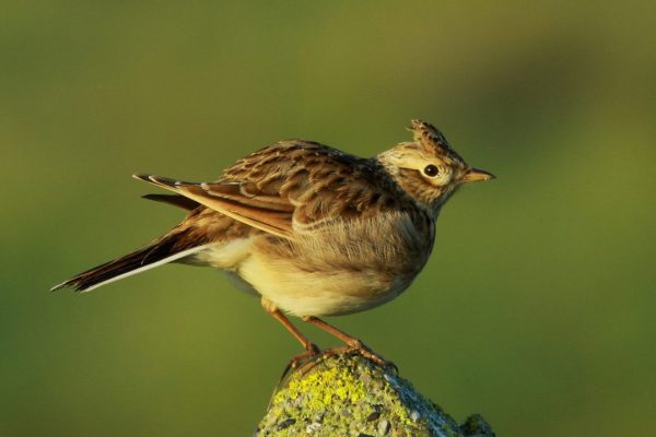 skylark-perching-on-rock