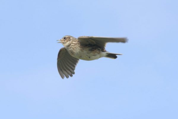 skylark-in-flight-blue-sky-background