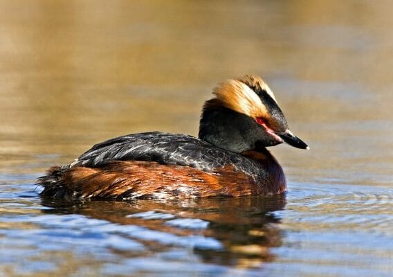 slavonian-grebe-bright-amber-head-tuft-of-summer-plumage
