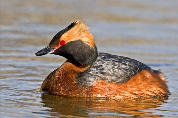 close-up-slavonian-grebe-bright-amber-head-tuft-of-summer-plumage