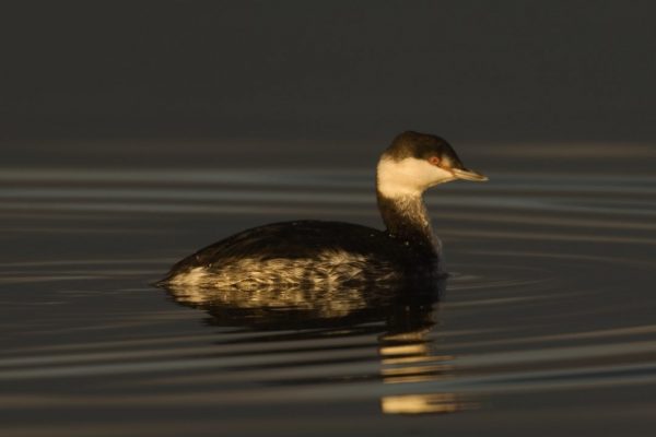 slavonian-grebe-swimming-winter-plumage