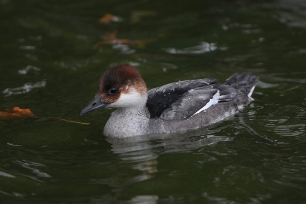 smew-swimming-left