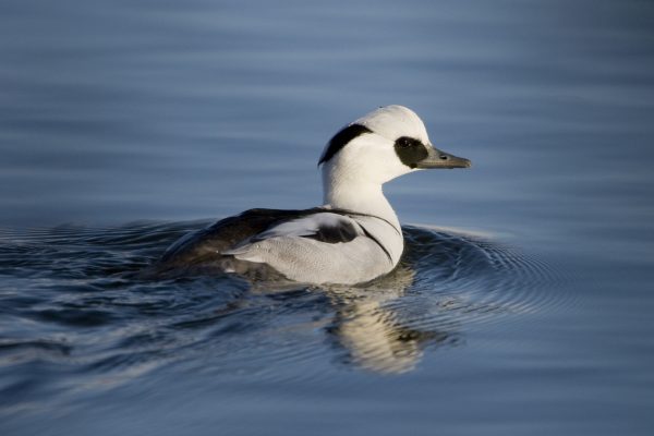 smew-swimming-right