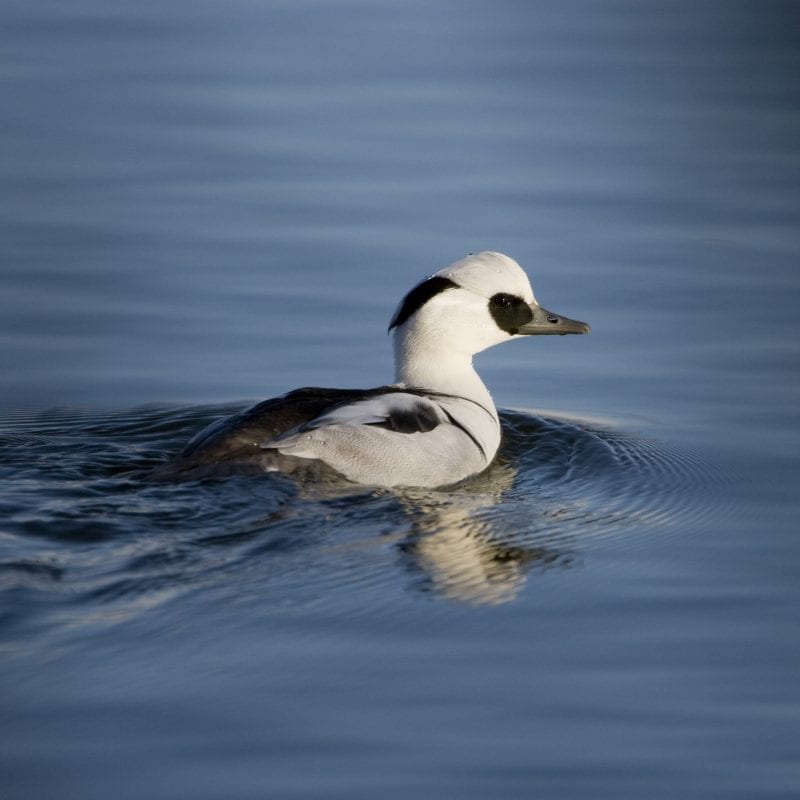 smew-swimming-right