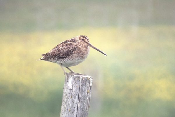 snipe-standing-on-fencing-post