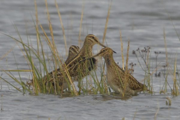 three-snipe-standing-on-submerged-sedge