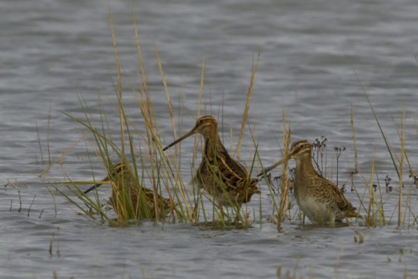 three-snipe-standing-on-submerged-sedge