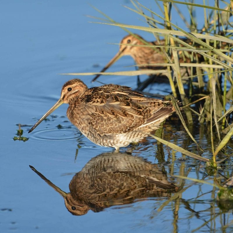 two-snipe-wading-beside-sedge-with-reflection-on-water