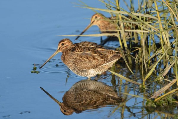 two-snipe-wading-beside-sedge-with-reflection-on-water