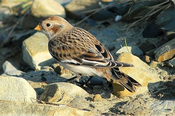 snow-bunting-standing-on-rocky-gravel