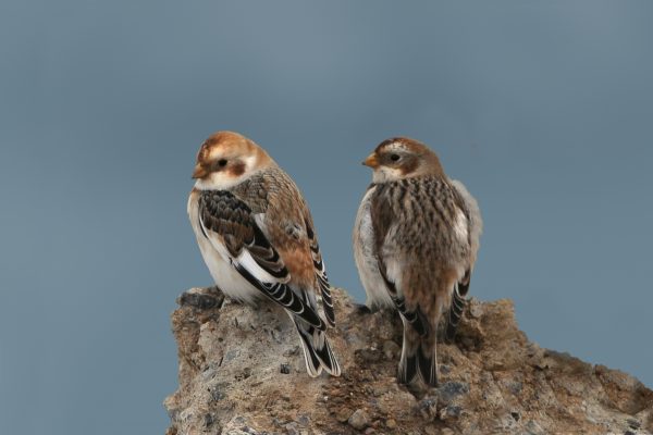 two-snow-bunting-staning-on-rock