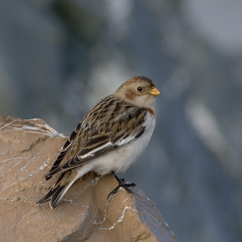 snow-bunting-standing-on-rock