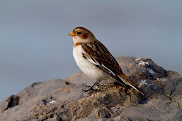 snow-bunting-standing-on-rock