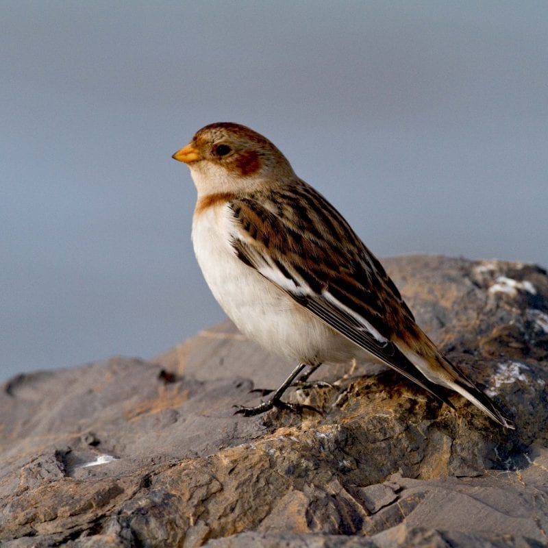 snow-bunting-standing-on-rock