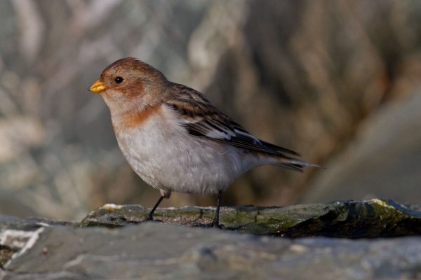 snow-bunting-standing-on-rock