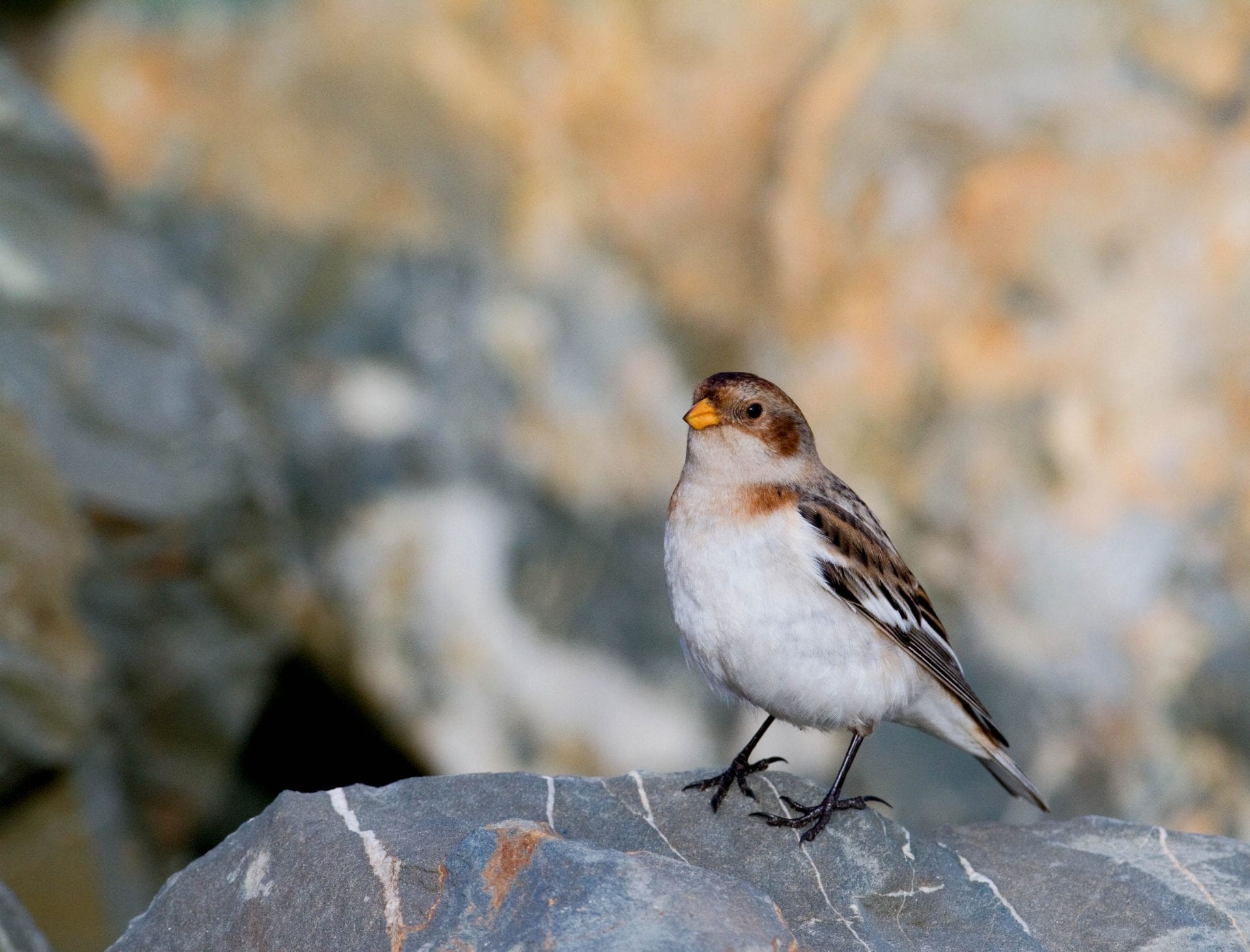 snow-bunting-standing-on-rock