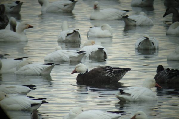 a-number-of-snow-geese-on-water