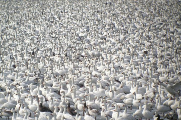 hundreds-of-snow-geese-standing-on-shore