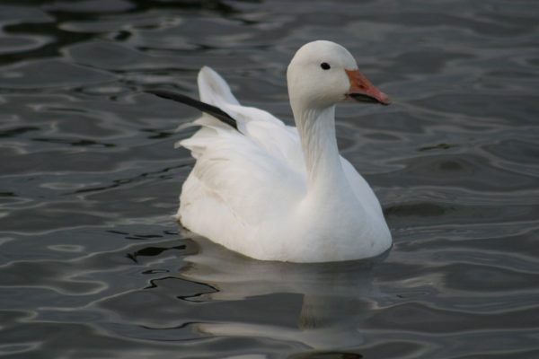 a-snow-goose-on-water